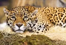 animals leopards Art HD Wallpaper